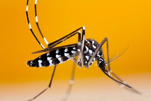 La lotta alla zanzara tigre inizia a casa tua, al via la campagna informativa sul territorio